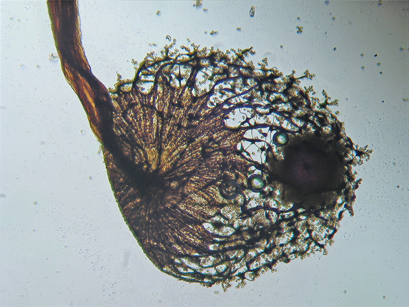 Cribraria (intricata)